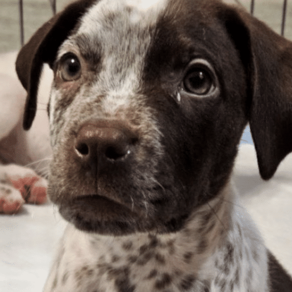 Brown and white 2 mo old pup. Face is half white and half brown.